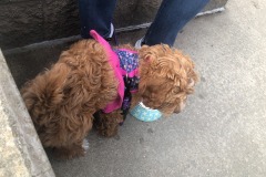 Water is lovely after a long walk and some running! Water is lovely after a long walk and some running!