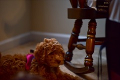 Pretty puppy! Pretty puppy!