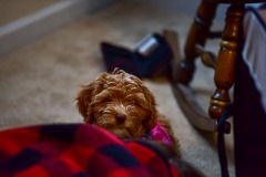 Someone playing peek-a-boo! Someone playing peek-a-boo!