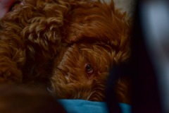 It's not easy capturing her eyes but it's worth it when youd do! It's not easy capturing her eyes but it's worth it when youd do!