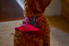 Quick...find a grammophone! Quick...find a grammophone!