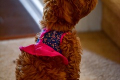 Quick...find a grammophone! Quick...find a grammophone!