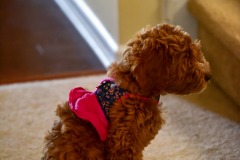 Quick...find a grammophone! Quick...find a grammophone!