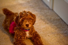 Ready to pounce! Ready to pounce!