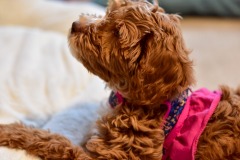 Someone hears a sound she likes! Someone hears a sound she likes!