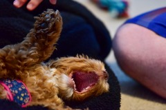 Engaging "bite mode"! Engaging "bite mode"!