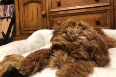 Feisty...and lazy!  :) Feisty...and lazy!  :)