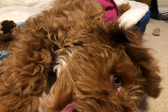 Feisty...and lazy!  :) Feisty...and lazy!  :)