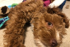 Feisty...and lazy!  :) Feisty...and lazy!  :)