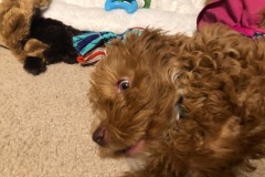 Feisty...and lazy!  :) Feisty...and lazy!  :)