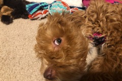 Feisty...and lazy!  :) Feisty...and lazy!  :)