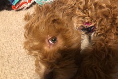 Feisty...and lazy!  :) Feisty...and lazy!  :)