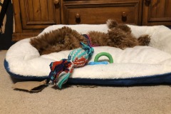 She loves her bed and her toy! She loves her bed and her toy!