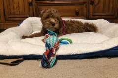 She loves her bed and her toy! She loves her bed and her toy!