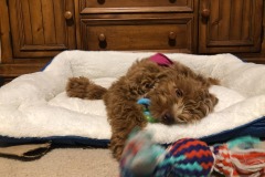 She loves her bed and her toy! She loves her bed and her toy!