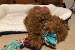She loves her bed and her toy! She loves her bed and her toy!