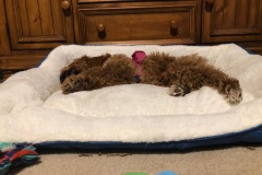 She loves her bed and her toy! She loves her bed and her toy!