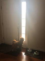 Ringing the potty bell with authority!