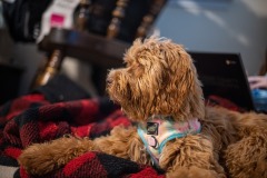 Such an attentive puppy... Such an attentive puppy...