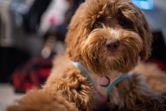 Beautiful puppy! Beautiful puppy!