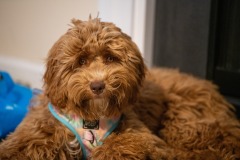 Beautiful puppy! Beautiful puppy!