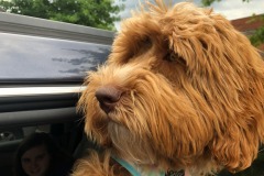Happy puppy! Happy puppy!