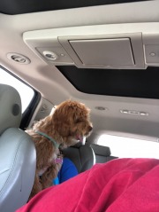 She's going to need a bigger lap... ;)