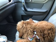 Taking a break in the co-pilot's seat!