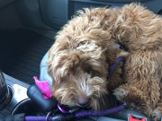 Taking a break in the co-pilot's seat!