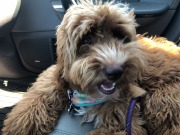 Taking a break in the co-pilot's seat!