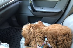Taking a break in the co-pilot's seat!