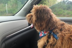 Mistletoe definitely enjoys the co-pilot's seat! :) Mistletoe definitely enjoys the co-pilot's seat! :)