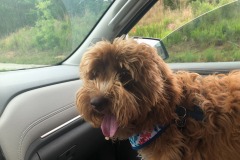 Mistletoe definitely enjoys the co-pilot's seat! :) Mistletoe definitely enjoys the co-pilot's seat! :)