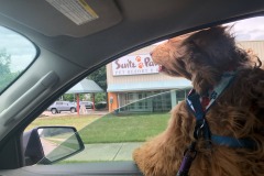Mistletoe definitely enjoys the co-pilot's seat! :) Mistletoe definitely enjoys the co-pilot's seat! :)
