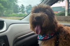 Mistletoe definitely enjoys the co-pilot's seat! :) Mistletoe definitely enjoys the co-pilot's seat! :)
