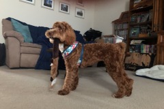 Definitely more of a poodle look for this PuppyDoodle(tm)!  :)