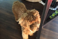 Pensive puppy!