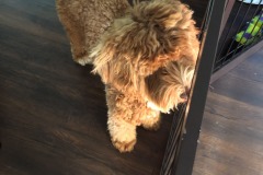 Pensive puppy!