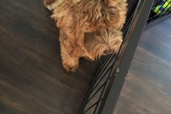 Pensive puppy!