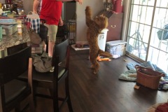 Mitletoe does her dance!