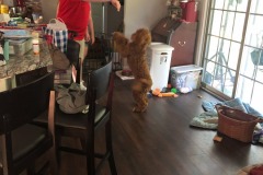Mitletoe does her dance!