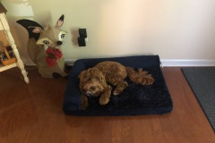 Trying out her new bed....