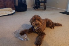 Happy puppy with a new toy!