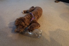 Happy puppy with a new toy!