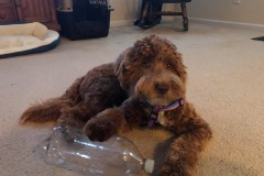 Happy puppy with a new toy!