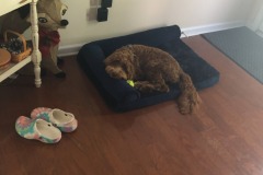 Enjoying the new bed!