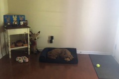 Enjoying the new bed!