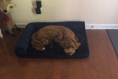 Enjoying the new bed!