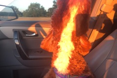 Amazing how the sun can saturate the orange colour of her fur! Amazing how the sun can saturate the orange colour of her fur!