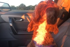 Amazing how the sun can saturate the orange colour of her fur! Amazing how the sun can saturate the orange colour of her fur!
